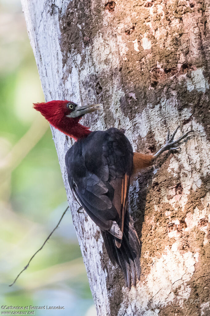 Pic à cou rouge femelle adulte, identification