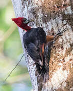 Red-necked Woodpecker