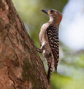 Red-crowned Woodpecker