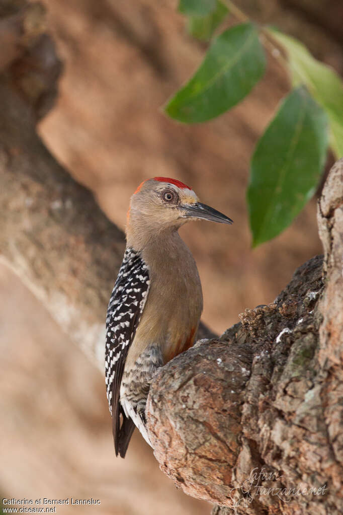 Red-crowned Woodpecker male adult, identification