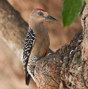 Red-crowned Woodpecker