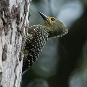 Buff-rumped Woodpecker