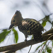 Buff-rumped Woodpecker