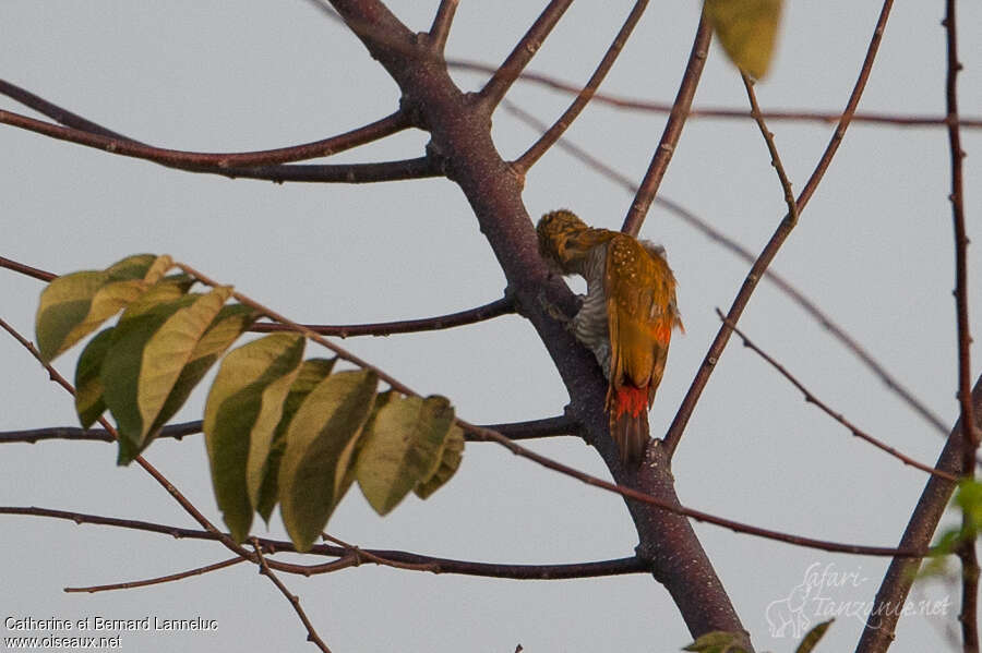 Pic à croupion rouge femelle adulte