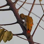 Pic à croupion rouge