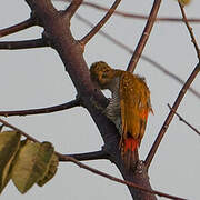 Pic à croupion rouge