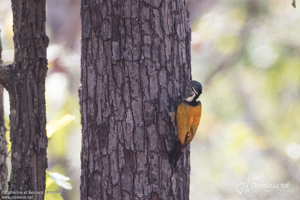 Common Flameback female adult