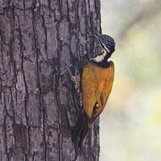 Common Flameback