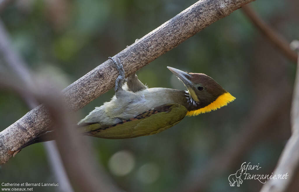 Greater Yellownape male adult, aspect