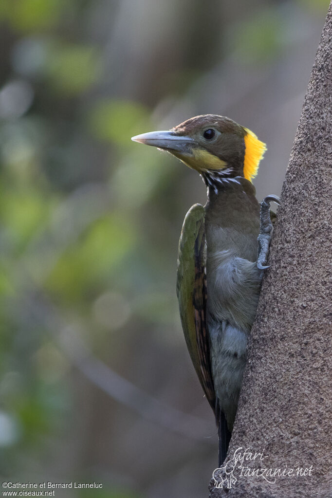 Pic à nuque jaune mâle adulte, identification