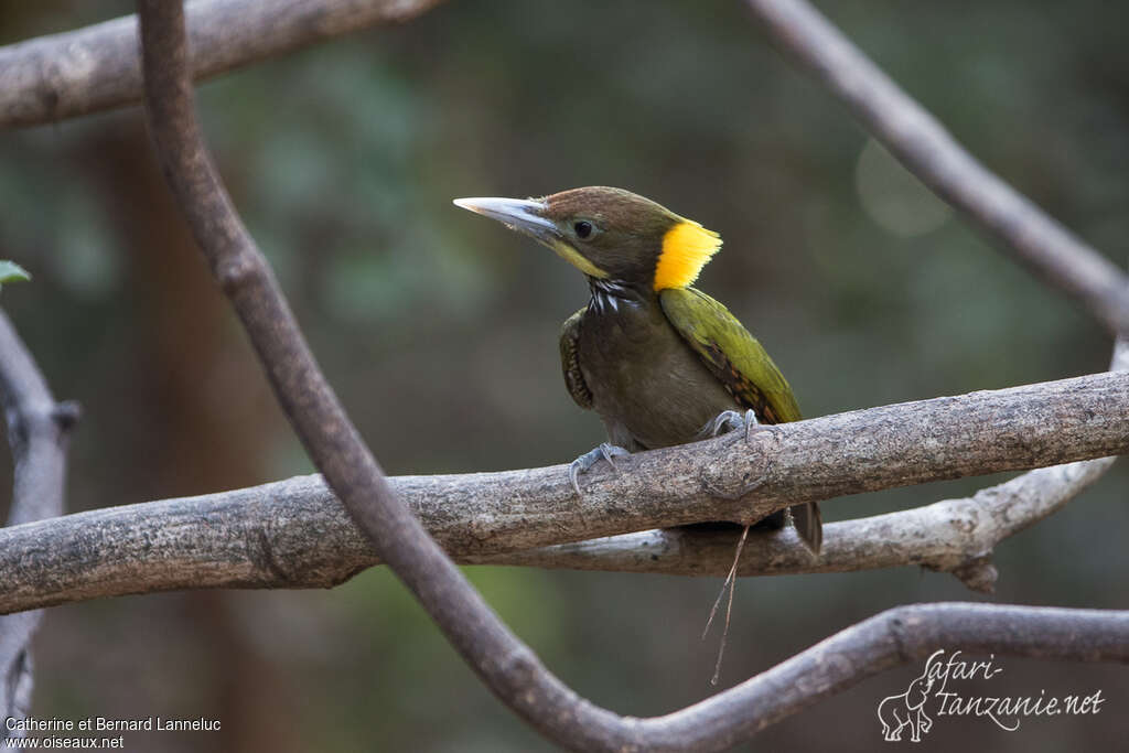 Greater Yellownape male adult, habitat