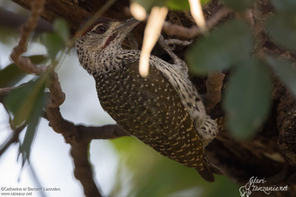 Golden-tailed Woodpecker male adult