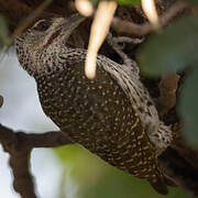 Golden-tailed Woodpecker