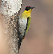 Black-headed Woodpecker