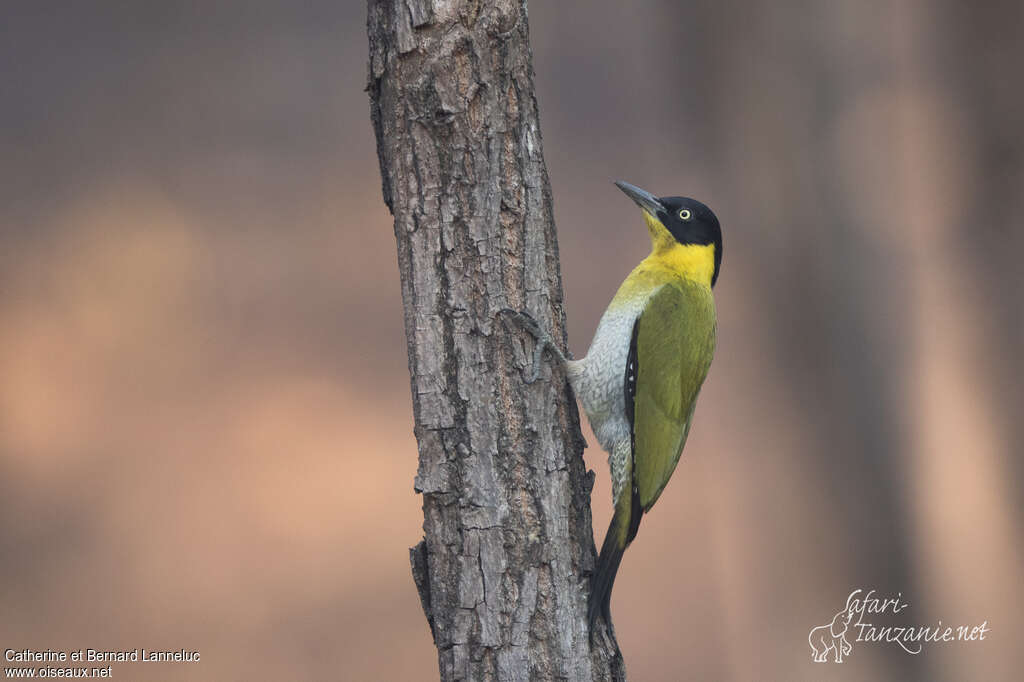 Black-headed Woodpecker female adult, identification