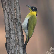 Black-headed Woodpecker