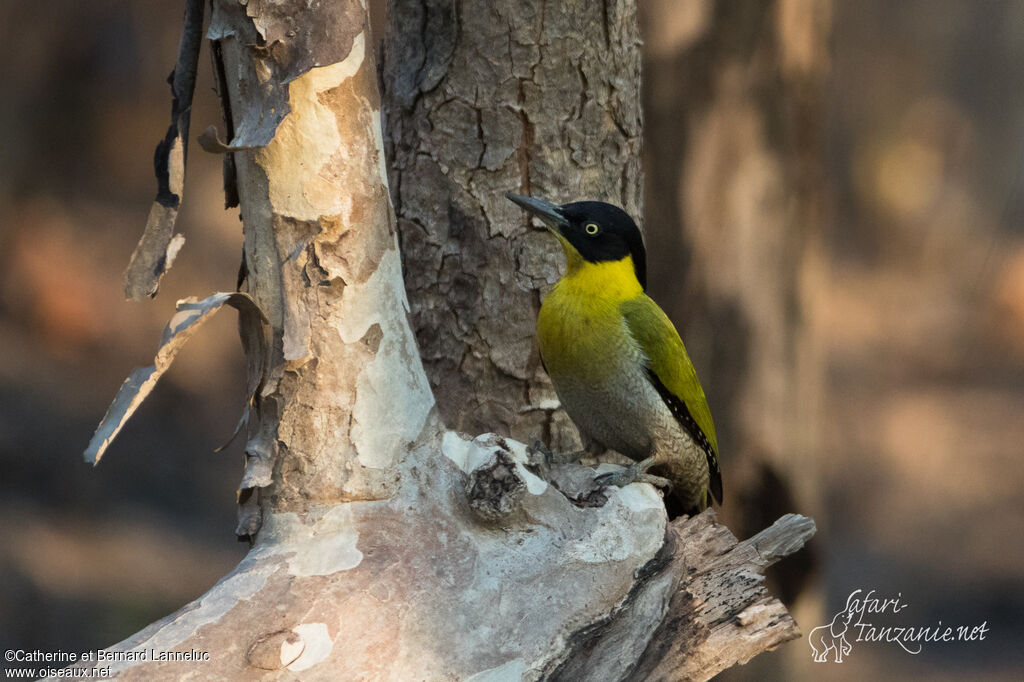 Black-headed Woodpecker female adult