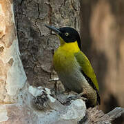 Black-headed Woodpecker