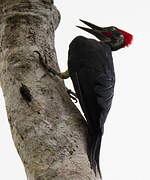 White-bellied Woodpecker