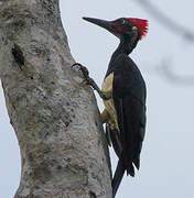 White-bellied Woodpecker