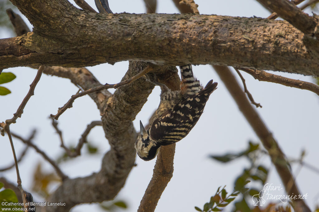 Freckle-breasted Woodpeckeradult