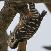 Freckle-breasted Woodpecker