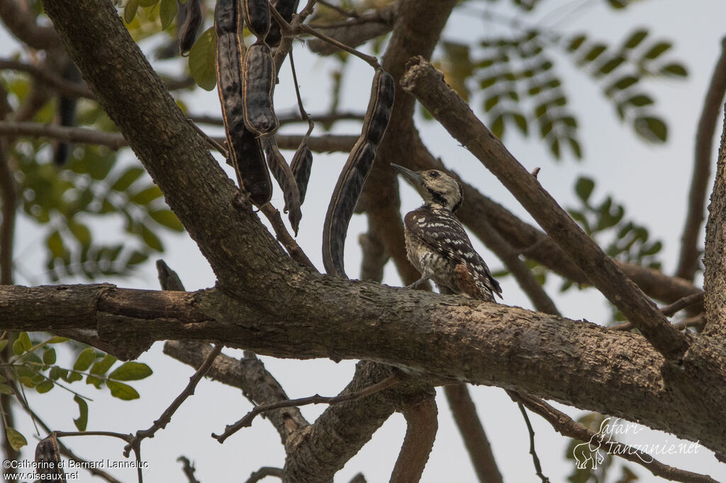 Freckle-breasted Woodpecker male adult, identification