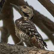 Freckle-breasted Woodpecker