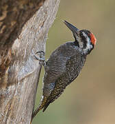 Bearded Woodpecker