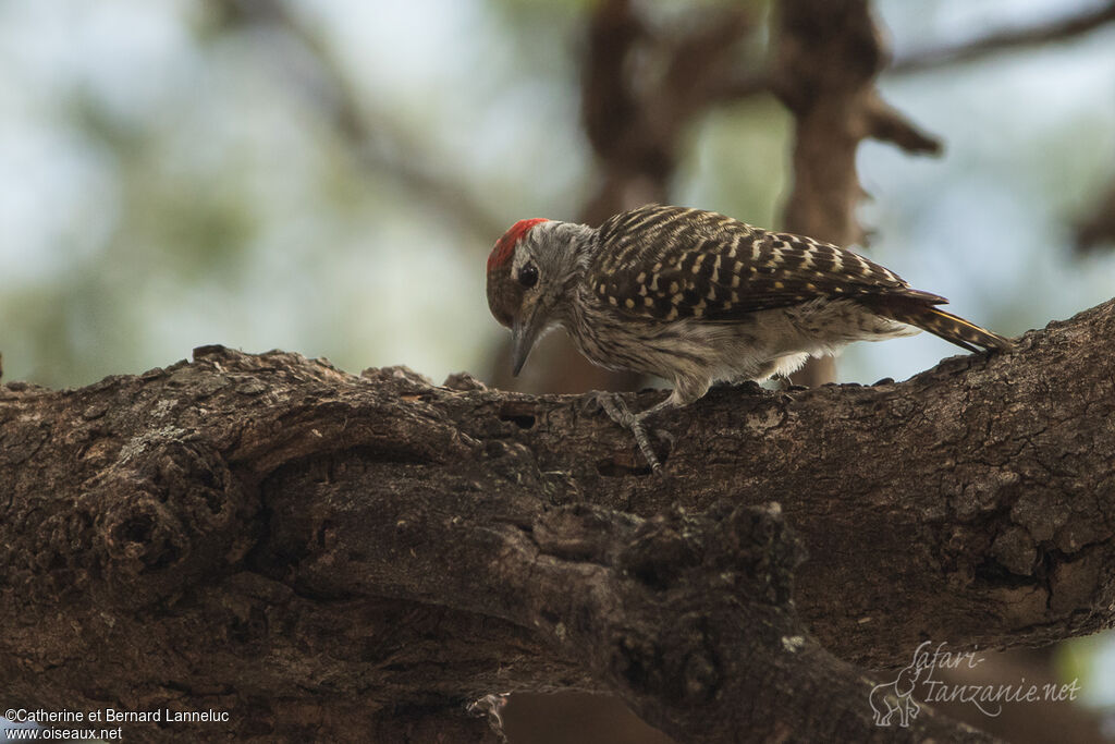 Pic cardinaladulte, identification