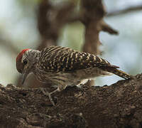 Cardinal Woodpecker