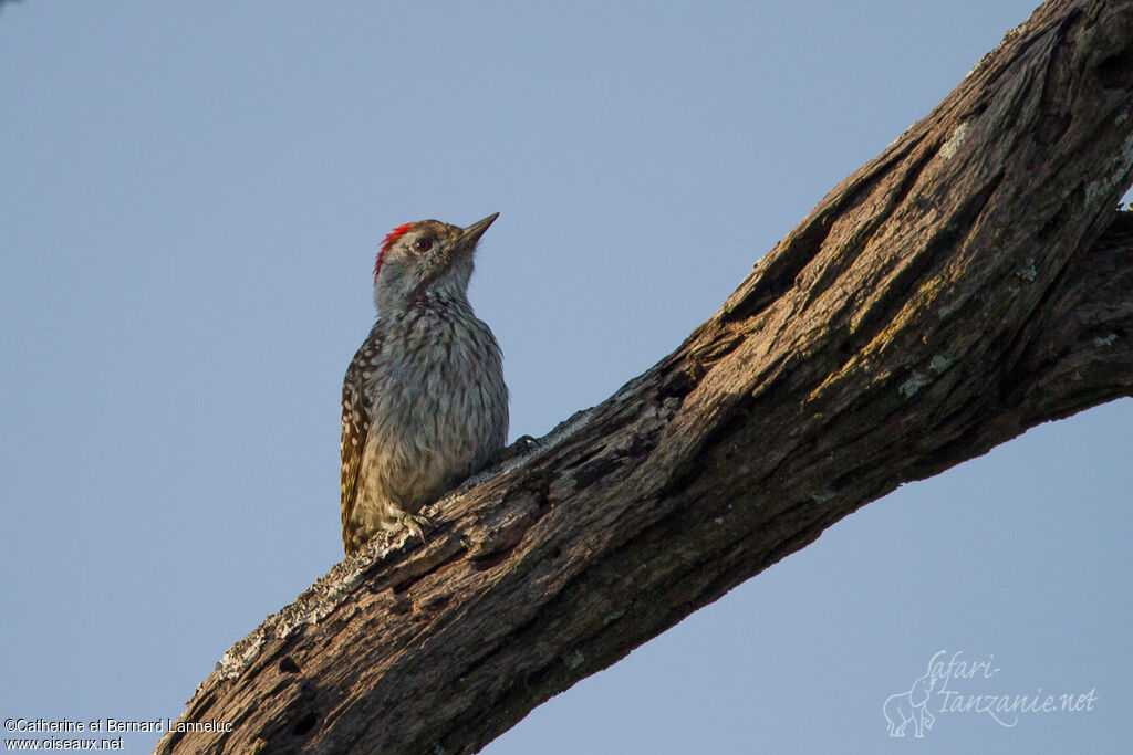Cardinal Woodpecker male adult