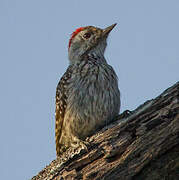 Cardinal Woodpecker