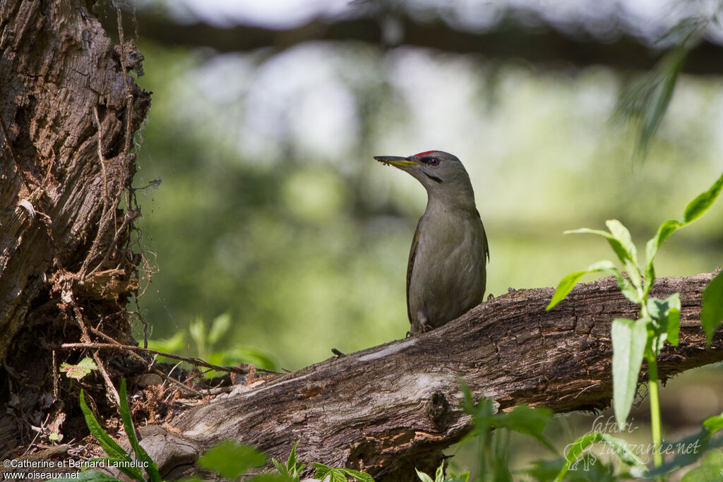 Pic cendré mâle adulte, habitat