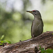 Grey-headed Woodpecker