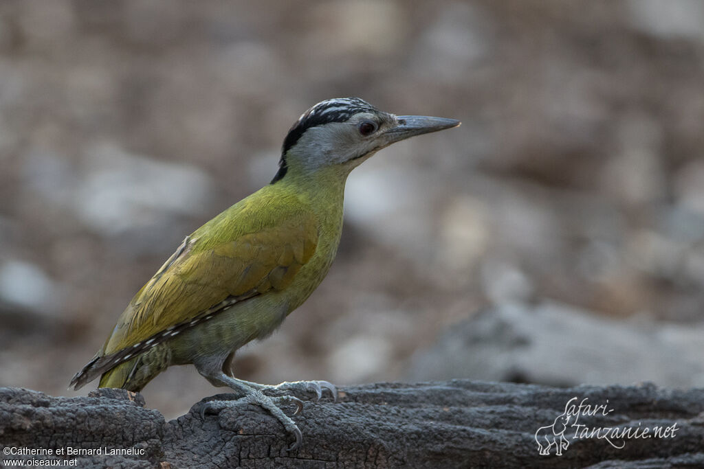 Grey-headed Woodpecker female adult, identification