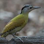 Grey-headed Woodpecker