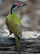 Grey-headed Woodpecker