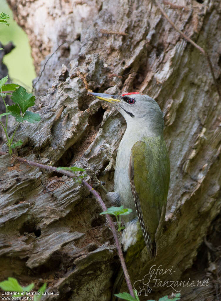 Grey-headed Woodpecker male adult, identification