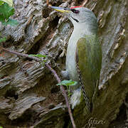 Grey-headed Woodpecker