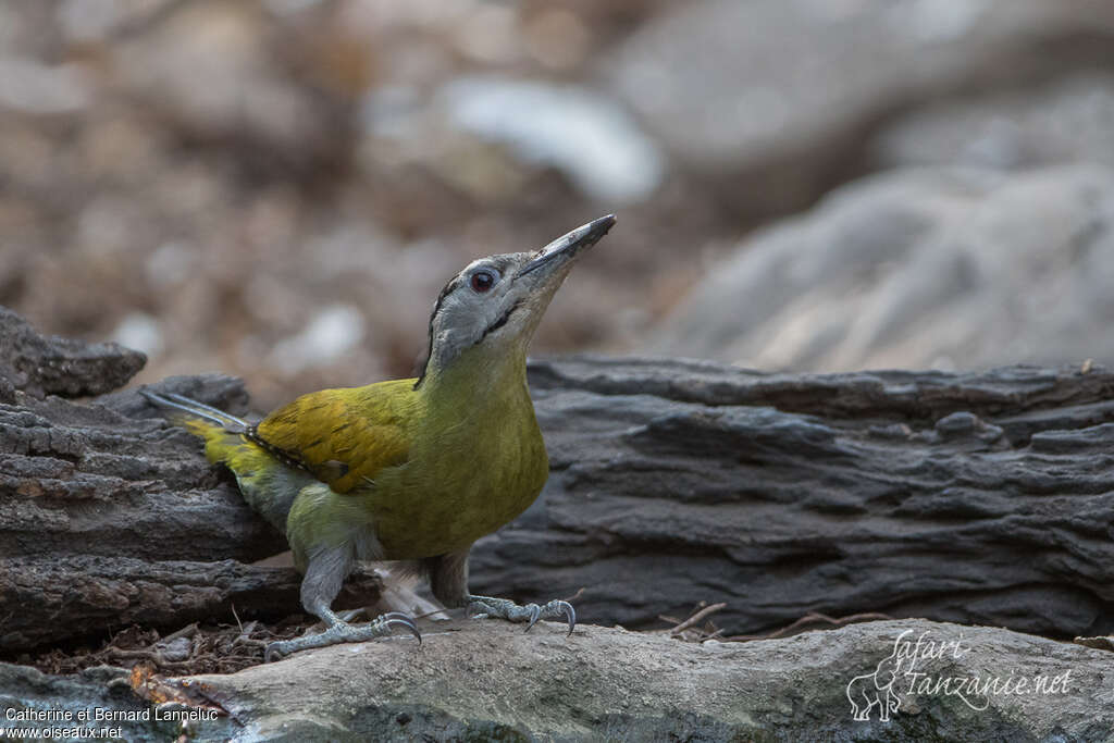 Grey-headed Woodpecker male adult, drinks, Behaviour