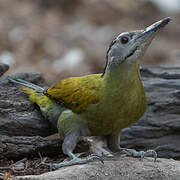 Grey-headed Woodpecker