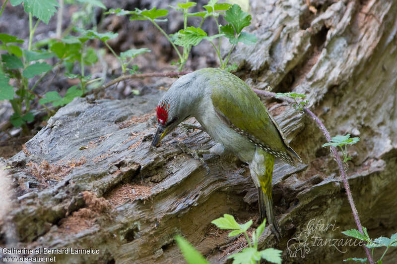 Grey-headed Woodpecker male adult, eats, Behaviour