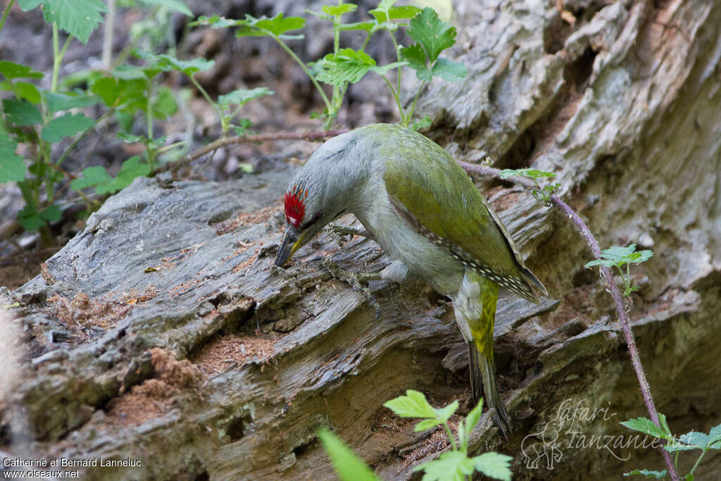 Grey-headed Woodpecker male adult, eats, Behaviour