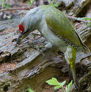 Grey-headed Woodpecker