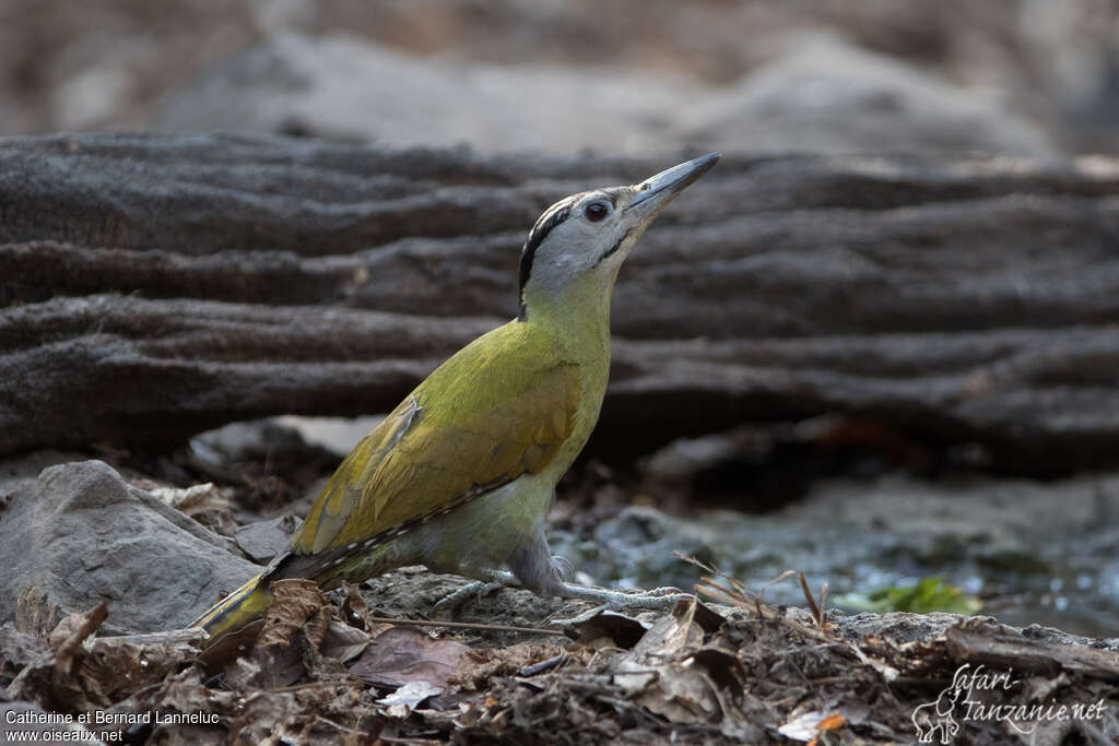 Grey-headed Woodpecker female adult, identification