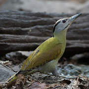 Grey-headed Woodpecker