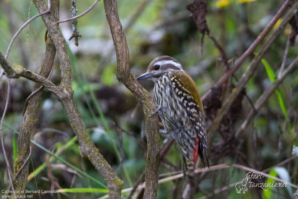 Abyssinian Woodpecker female adult, identification