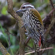 Abyssinian Woodpecker