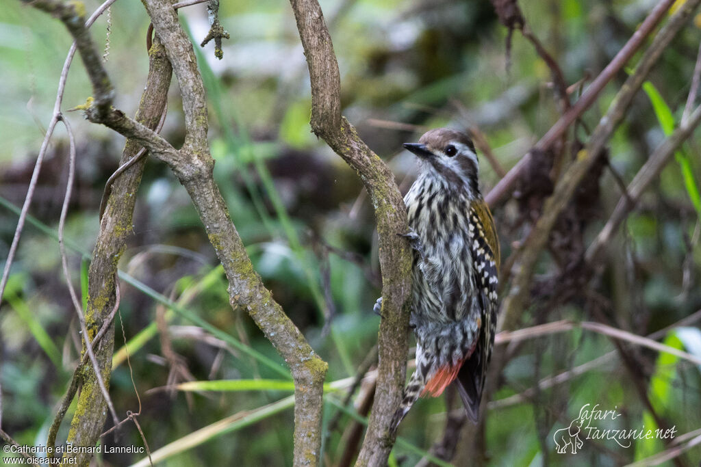 Abyssinian Woodpecker female adult, identification